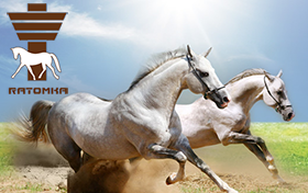 Создание сайта Республиканского центра олимпийской подготовки конного спорта и коневодства
